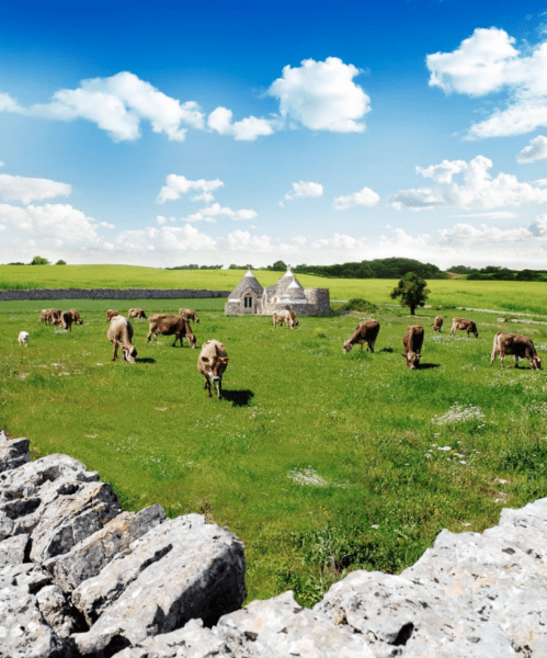Cows grazing in a field in Puglia with a trulli in the background